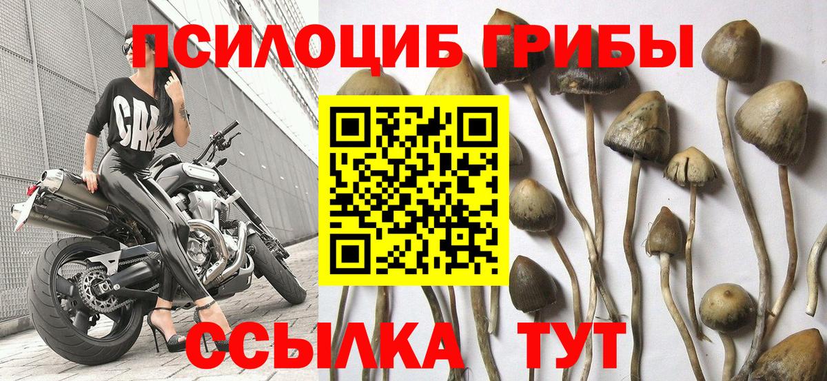 купить наркотики сайты  Галлюциногенные грибы GOLDEN TEACHER  Вход с VPN  Обнинск 
